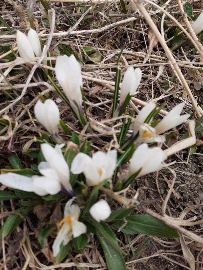 Galanthus Leilighet Aosta Eksteriør bilde